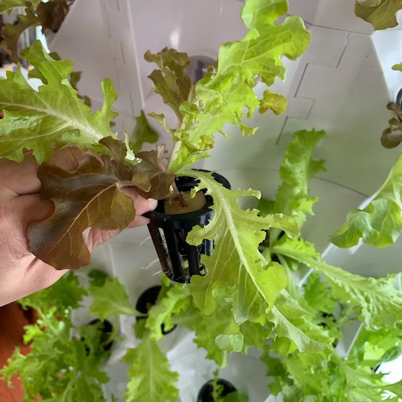 Agricultural Greenhouses Verti - Agriculture Vertical Farming 评论和价格
